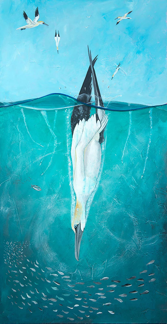 'Diving Gannet' Limited Edition Giclée Art Print